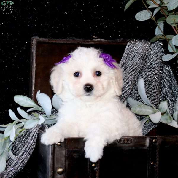 Tirzah, Bichon Frise Puppy