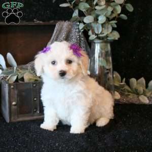 Tirzah, Bichon Frise Puppy