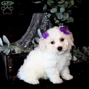 Tirzah, Bichon Frise Puppy
