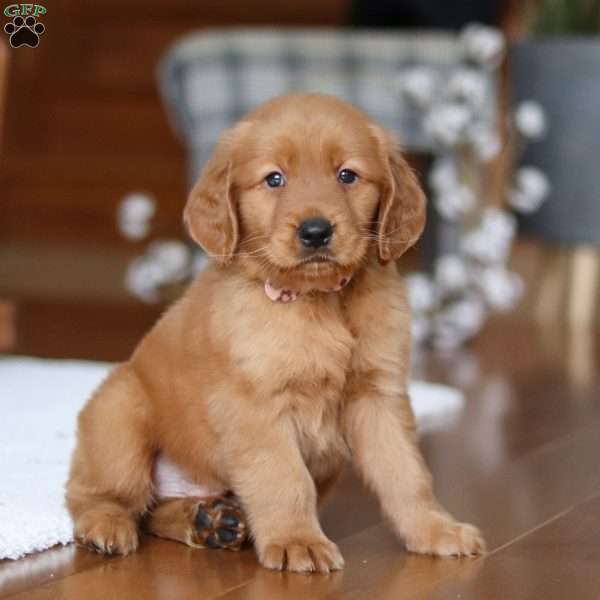 Titan, Golden Retriever Puppy