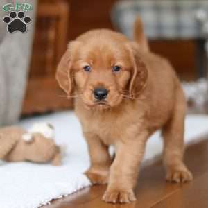 Titan, Golden Retriever Puppy
