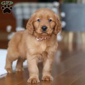 Titan, Golden Retriever Puppy