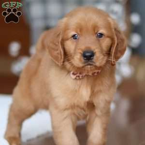 Titan, Golden Retriever Puppy