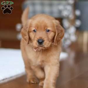 Titan, Golden Retriever Puppy