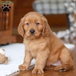 Titan, Golden Retriever Puppy