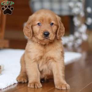 Titan, Golden Retriever Puppy