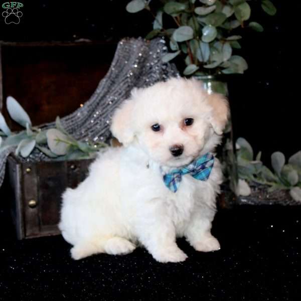 Tobias, Bichon Frise Puppy