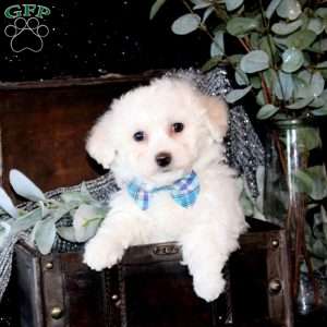 Tobias, Bichon Frise Puppy