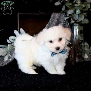 Tobias, Bichon Frise Puppy