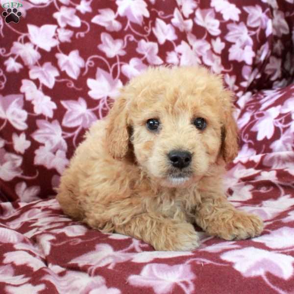 Toby, Mini Goldendoodle Puppy