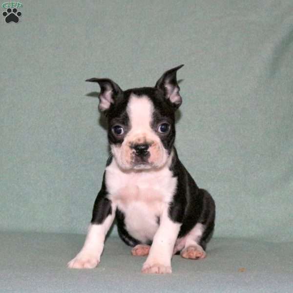 Toby, Boston Terrier Puppy