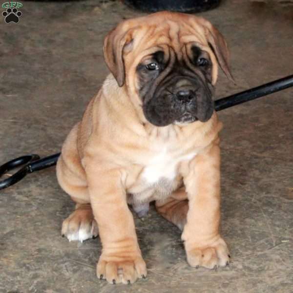 Toby, Cane Corso Puppy
