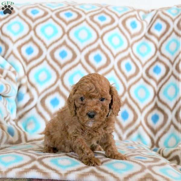 Toby, Miniature Poodle Puppy