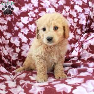 Toby, Mini Goldendoodle Puppy