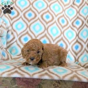 Toby, Miniature Poodle Puppy