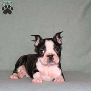 Toby, Boston Terrier Puppy