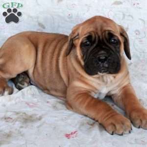 Toby, Cane Corso Puppy