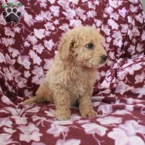 Toby, Mini Goldendoodle Puppy