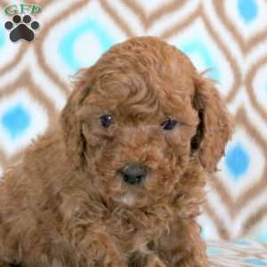Toby, Miniature Poodle Puppy