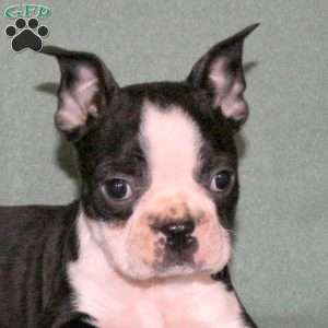 Toby, Boston Terrier Puppy