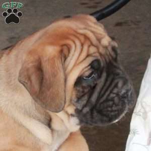 Toby, Cane Corso Puppy