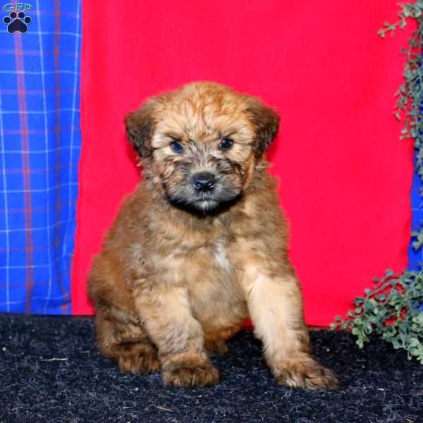 Toby, Soft Coated Wheaten Terrier Puppy
