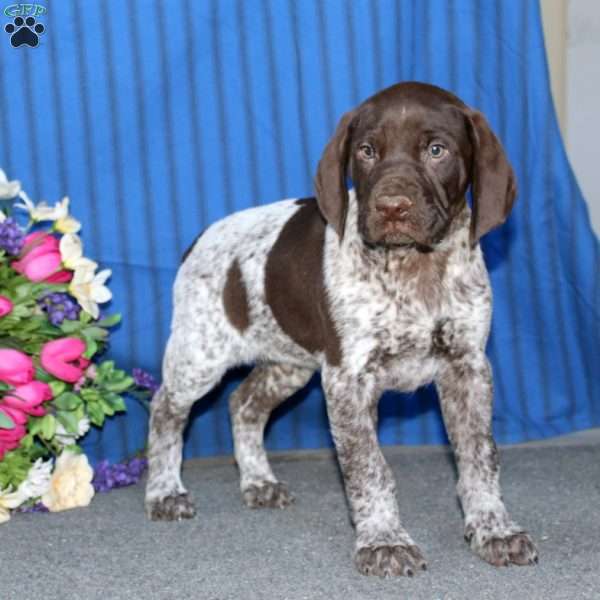 Toby, German Shorthaired Pointer Puppy
