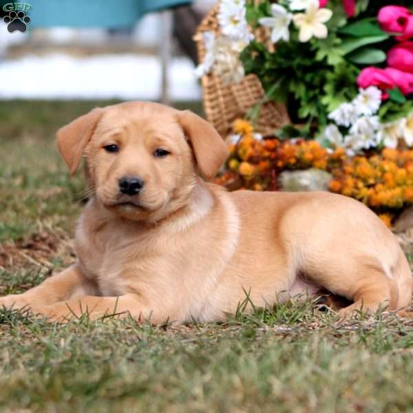 Toby, Yellow Labrador Retriever Puppy