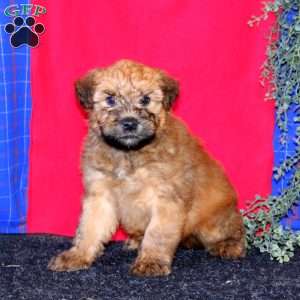 Toby, Soft Coated Wheaten Terrier Puppy