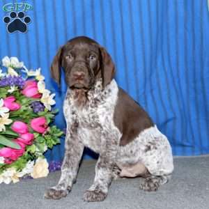 Toby, German Shorthaired Pointer Puppy