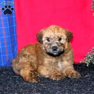 Toby, Soft Coated Wheaten Terrier Puppy