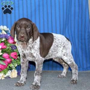 Toby, German Shorthaired Pointer Puppy