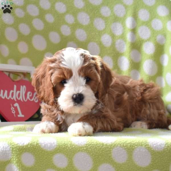 Toffee, Cavapoo Puppy