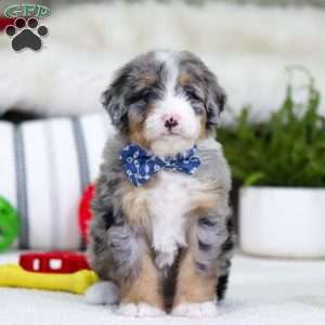 Tokyo, Mini Bernedoodle Puppy