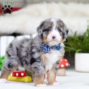 Tokyo, Mini Bernedoodle Puppy