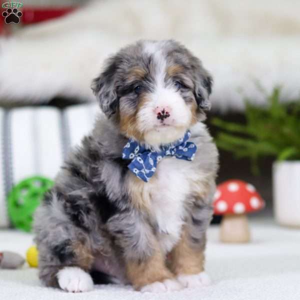 Tokyo, Mini Bernedoodle Puppy