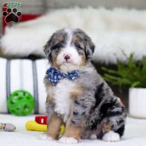 Tokyo, Mini Bernedoodle Puppy
