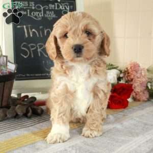 Tommy, Cockapoo Puppy