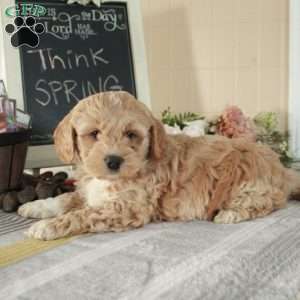 Tommy, Cockapoo Puppy