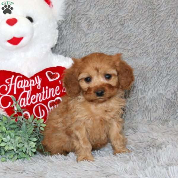 Tony, Cavapoo Puppy