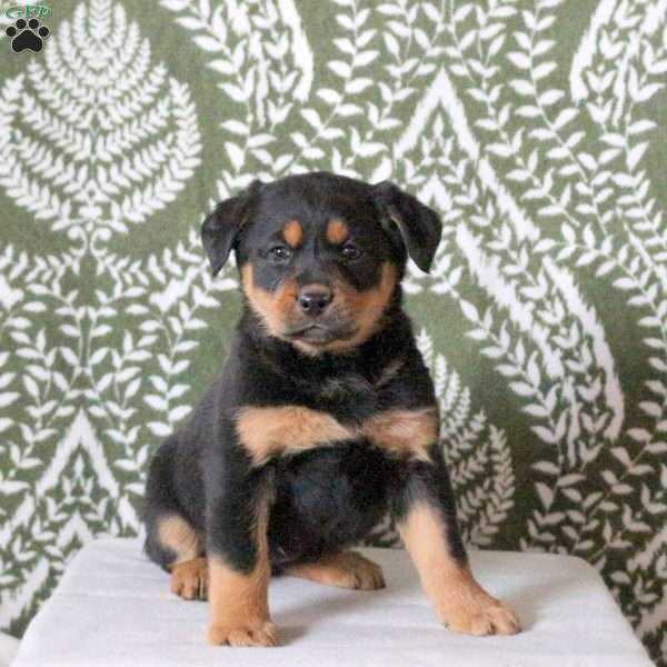 Tonya, Labrador Mix Puppy