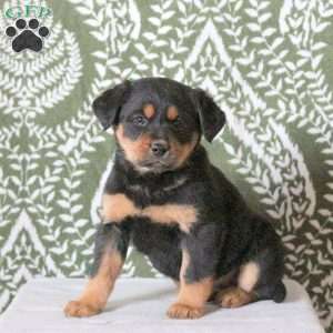 Tonya, Labrador Mix Puppy