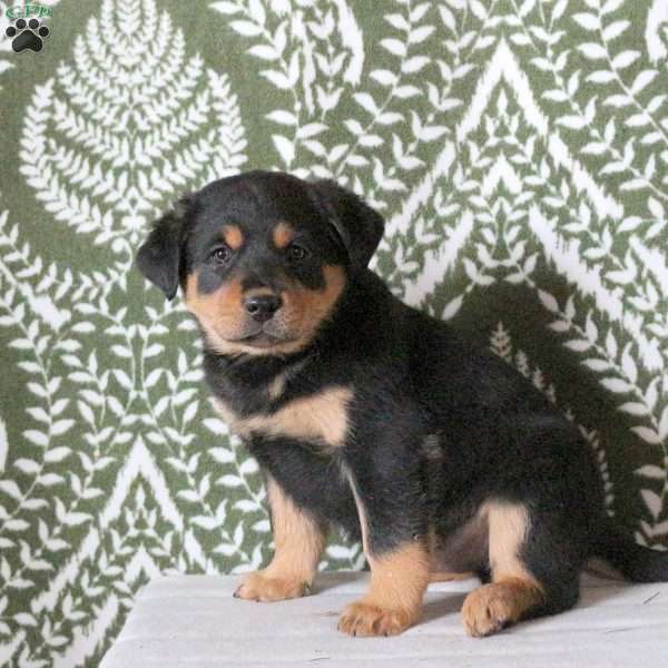Tootsie, Labrador Mix Puppy