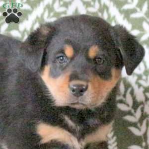 Tootsie, Labrador Mix Puppy