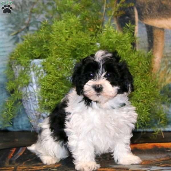 Tootsie, Havapoo Puppy