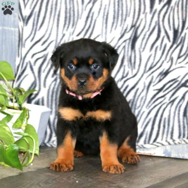 Tootsie, Rottweiler Puppy
