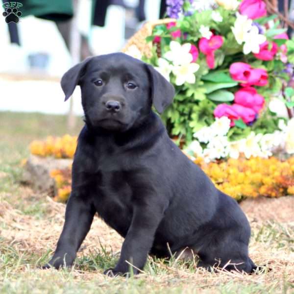 Tootsie, Black Labrador Retriever Puppy