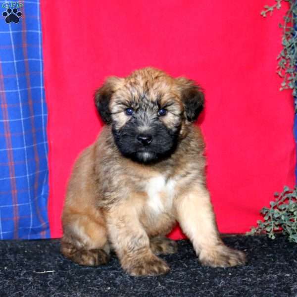 Tootsie, Soft Coated Wheaten Terrier Puppy