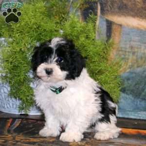 Tootsie, Havapoo Puppy