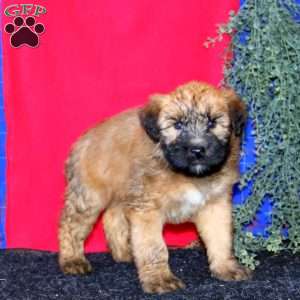 Tootsie, Soft Coated Wheaten Terrier Puppy